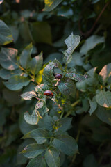 Fototapete bei efototapeten.de bestellen   