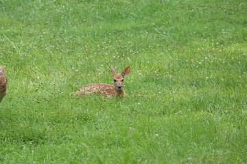 Doe Deer Baby Bambi Triplets