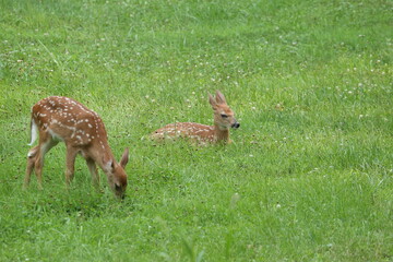 Doe Deer Baby Bambi Triplets