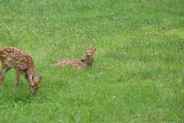 Doe Deer Baby Bambi Triplets