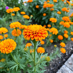 Marigold flower, Lots of beautiful marigold flowers in the garden.