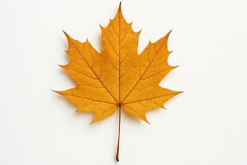 Fototapeta premium Golden maple leaf on white