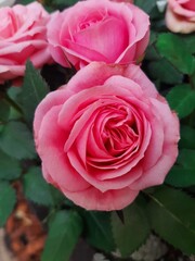 Rosa bl&uuml;hende Rose im Garten