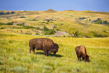 Close-up Portrait of American Buffalo Feeding