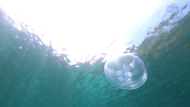 Low-angle view of a stingless moon jellyfish &ndash; Aurelia Aurita  &ndash; slowly descending toward the seabed. Iridescent bell details shimmer beneath the surface. 