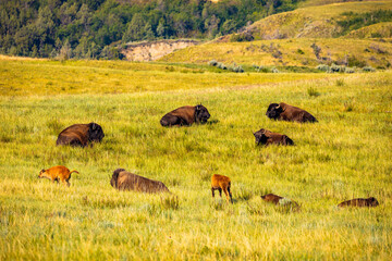Panoramic View Large Buffalo Herd Roosevelt National Park North