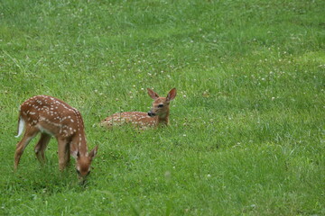 Doe Deer Baby Bambi Triplets