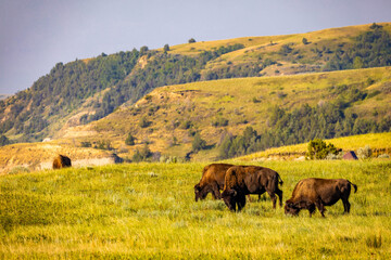 Naklejka premium Close-up Portrait of American Buffalo Feeding