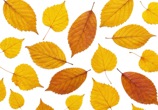 Autumn leaves pattern highlighting golden yellow and brown foliage. Cut out PNG