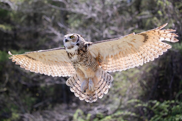 Great Horned Owl (Bubo virginianus) in Flight Wildlife Photography