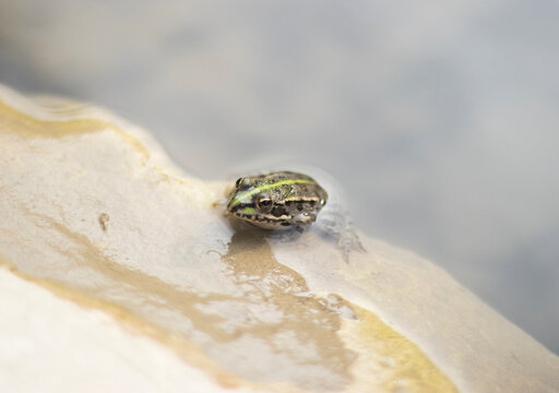 A tiny frog sits on a light stone in gently moving lake water. Undulating bands on the surface show slow current and breeze. The rock is partially submerged, and the amphibian faces outward, alert
