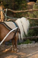 A brown-and-white pony with a long mane stands saddled beside a rustic wooden fence. Its tail hangs low, and the sunlight enhances the tones of its coat. © nicholasgeorgiou