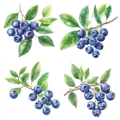 Watercolor botanical set illustration of ripe blueberries on a branch with green leaves.