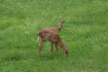 Doe Deer Baby Bambi Triplets