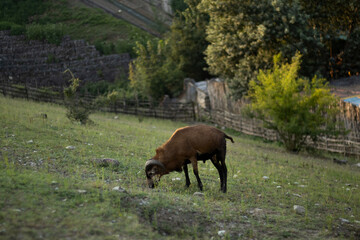 A brown ram stands facing the camera on a grassy slope, with a wooden fence and trees in the background. The animal’s horns curve outward, and its wool catches the sunlight, contrasting © nicholasgeorgiou