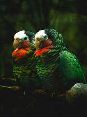 Fototapeta premium Two beautiful White-capped Parrots (Pionus senilis) with striking green and red feathers sitting closely together on a branch