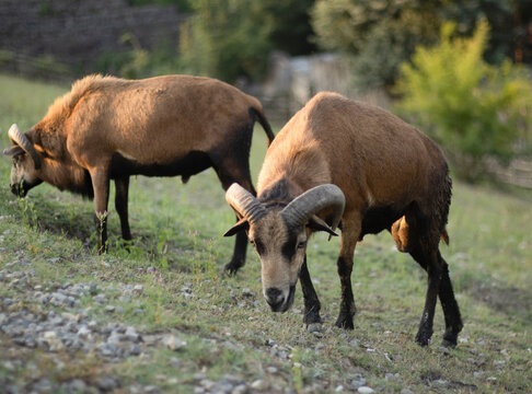 Two brown rams with curved horns graze closely together on grassy terrain. Their heads are lowered to feed, and their sturdy bodies are illuminated by warm natural light. The rural backdrop adds depth