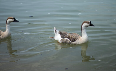 Fototapeta premium Two geese float side by side in shallow lake water, their brown and white plumage softly illuminated by sunlight. Gentle ripples spread across the surface, and the pebbled shoreline beneath the wate