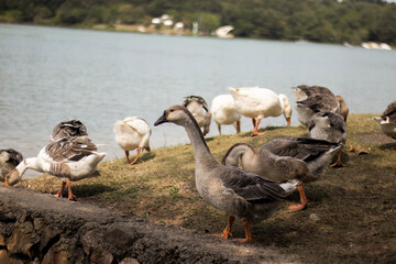 Mixed flock of geese walking across a patch of sandy soil near a body of water, with trees forming a soft background line. Several birds step forward with necks stretched, while others preen © nicholasgeorgiou