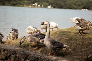 Mixed flock of geese walking across a patch of sandy soil near a body of water, with trees forming a soft background line. Several birds step forward with necks stretched, while others preen © nicholasgeorgiou