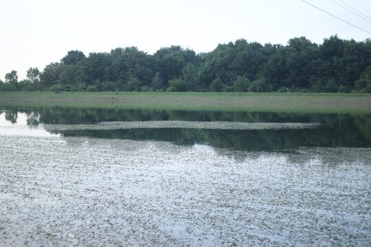 Shallow lake bordered by a continuous belt of trees reflects a faint evening sky, while mats of aquatic plants cover wide swaths of the surface. A quiet shoreline and power lines in the far distance