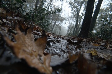 Low-angle view of a wet forest path covered in fallen leaves during a light rain