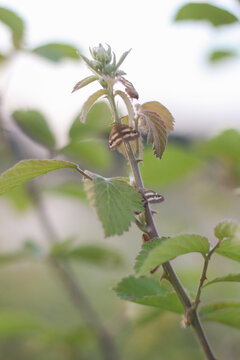 Bramble shoot with fresh terminal bud and unfolding leaflets rises against luminous sky. Fine prickles climb the cane, and a spiraled tendril clasps the stem below. The scene records early growth