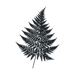 Naklejka premium Monochrome fern leaf silhouette on white background