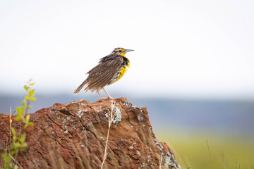 Western Meadowlark Bird Close-up Portrait