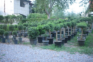 Block of shaped shrubs and small trees displayed on pedestals and pots across a gravel forecourt. Round topiary balls, tiered forms, and miniature standards create repeating modules set in grid‑like © nicholasgeorgiou