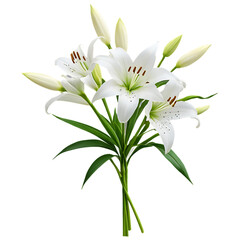 Obraz premium Elegant bouquet of white lilies isolated on transparent background, showcasing delicate petals and fresh blossoms, perfect for weddings, celebrations, and romantic occasions