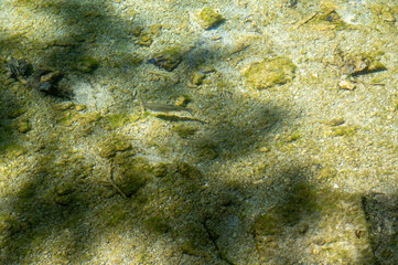 A fish swim in the water of a lake