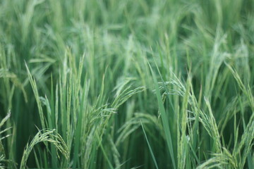 Obraz premium Close view of green cereal grass heads with thin leaves and emerging panicles, photographed in soft light. Delicate blades bend gently, indicating a light breeze across the field. The image focuses