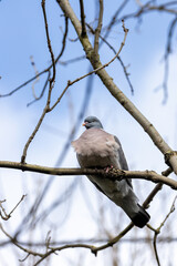 Common Wood Pigeon (Columba palumbus) &ndash; Western Palearctic, often in parks & woodlands