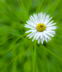 Fototapeta premium Single white daisy flower on a vibrant green blurred background. Minimalistic floral composition with copy space. Nature macro close-up.