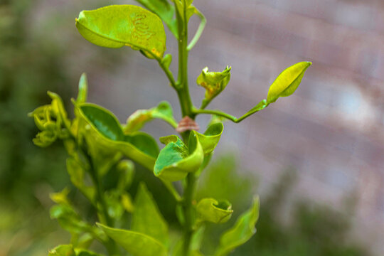 Young citrus plant showing curled and blemished leaves likely affected by leafminer or sap‑sucking insects, photographed against a muted brick wall. New shoots twist irregularly while older blades