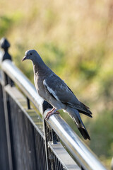 Common Wood Pigeon (Columba palumbus) – Western Palearctic, often in parks & woodlands