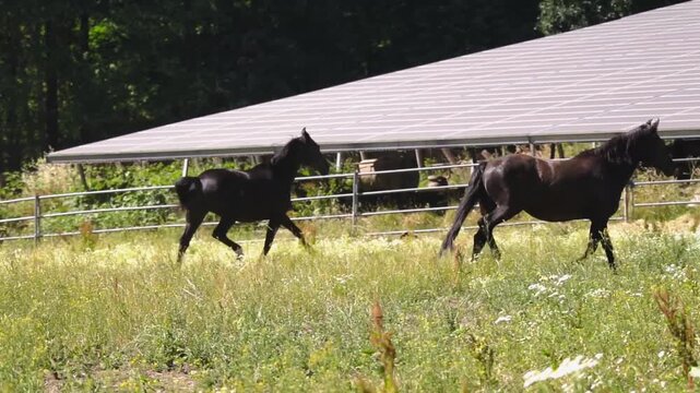Warmblood horse and Andalusian horse in a field, some kicking at each other, horses meeting for the first time