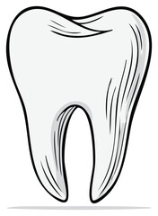 Cartoon Human Molar Teeth Depicts Oral Hygiene Medical Diagram for Education and Illustration of Dentist Checkup or Toothache
