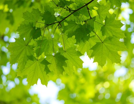 Fresh green maple leaves in sunlight - Powered by Adobe