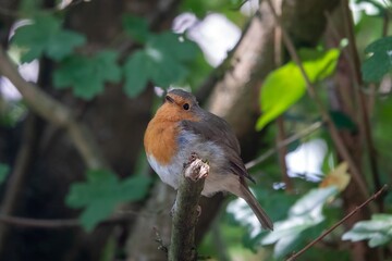 portrait of a Robin red breast Erithacus rubecula perched in a tree