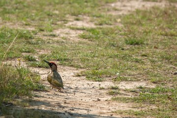 green woodpecker picus viridis resting on the footpath