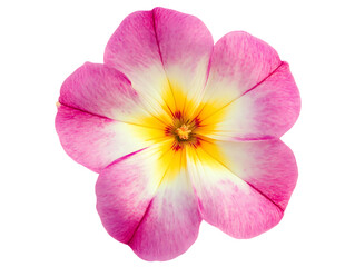 Naklejka premium Primrose 