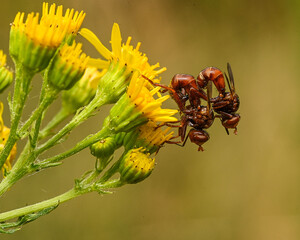 Breitstirn-Blasenkopffliegen bei der Paarung auf einer Bl&uuml;te