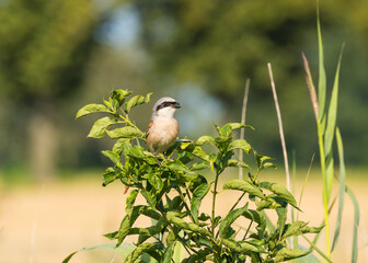 Neuntöter (Männchen) auf einem Strauch