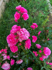 Bright pink roses blooming in a garden during summer.
