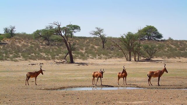 Herd of Hartebeest around waterhole in Kgalagadi transfrontier park, South Africa; specie Alcelaphus buselaphus family of Bovidae