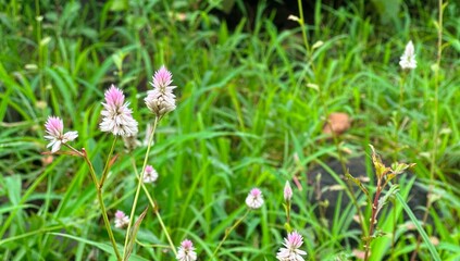 Natural floral scene featuring soft pink and white blossoms amidst lush greenery in a countryside setting.