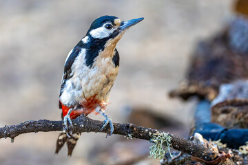 A great spotted woodpecker calmly perched on a branch, looking directly at the camera. A peaceful and detailed wild bird portrait in its natural forest habitat.