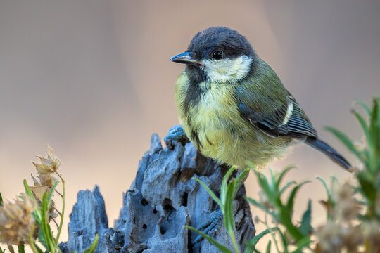 A great tit perched on a rock, surrounded by leaves and facing the camera. A calm and detailed portrait of this colorful wild bird in a natural autumn setting.